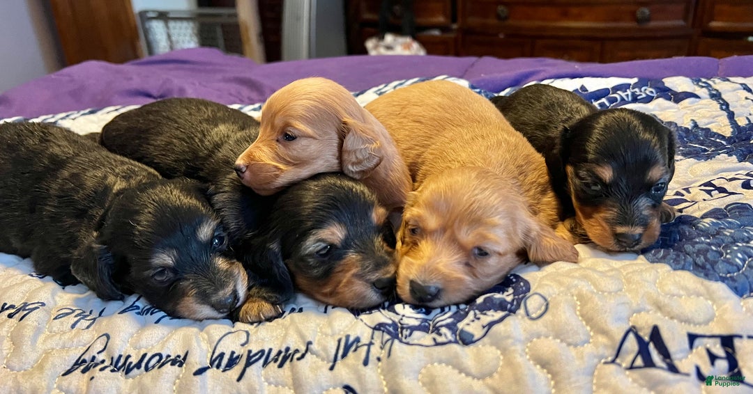 Miniature Dachshund dogs for sale: Triscuit Russian red - Ad 3