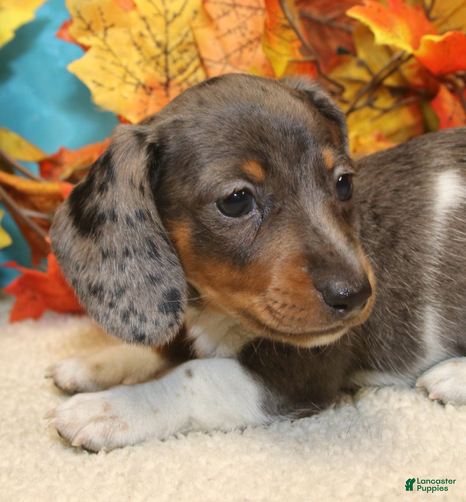 Miniature Dachshund dogs for sale: Coop - Ad 1