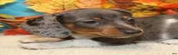 Miniature Dachshund dogs for sale: Coop - Ad 1