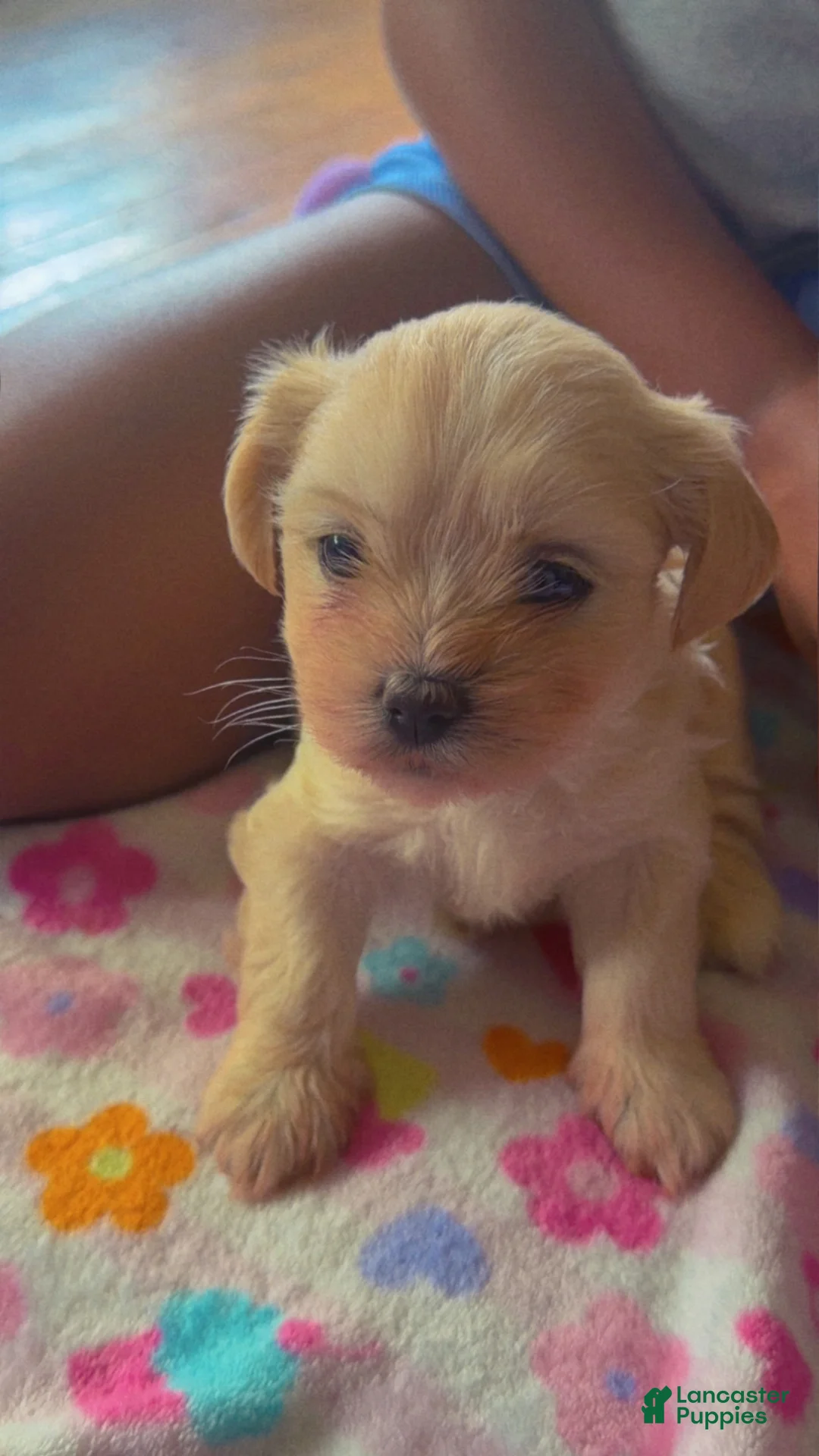 Malshi dogs for sale: Malshi 1 - Ad 1