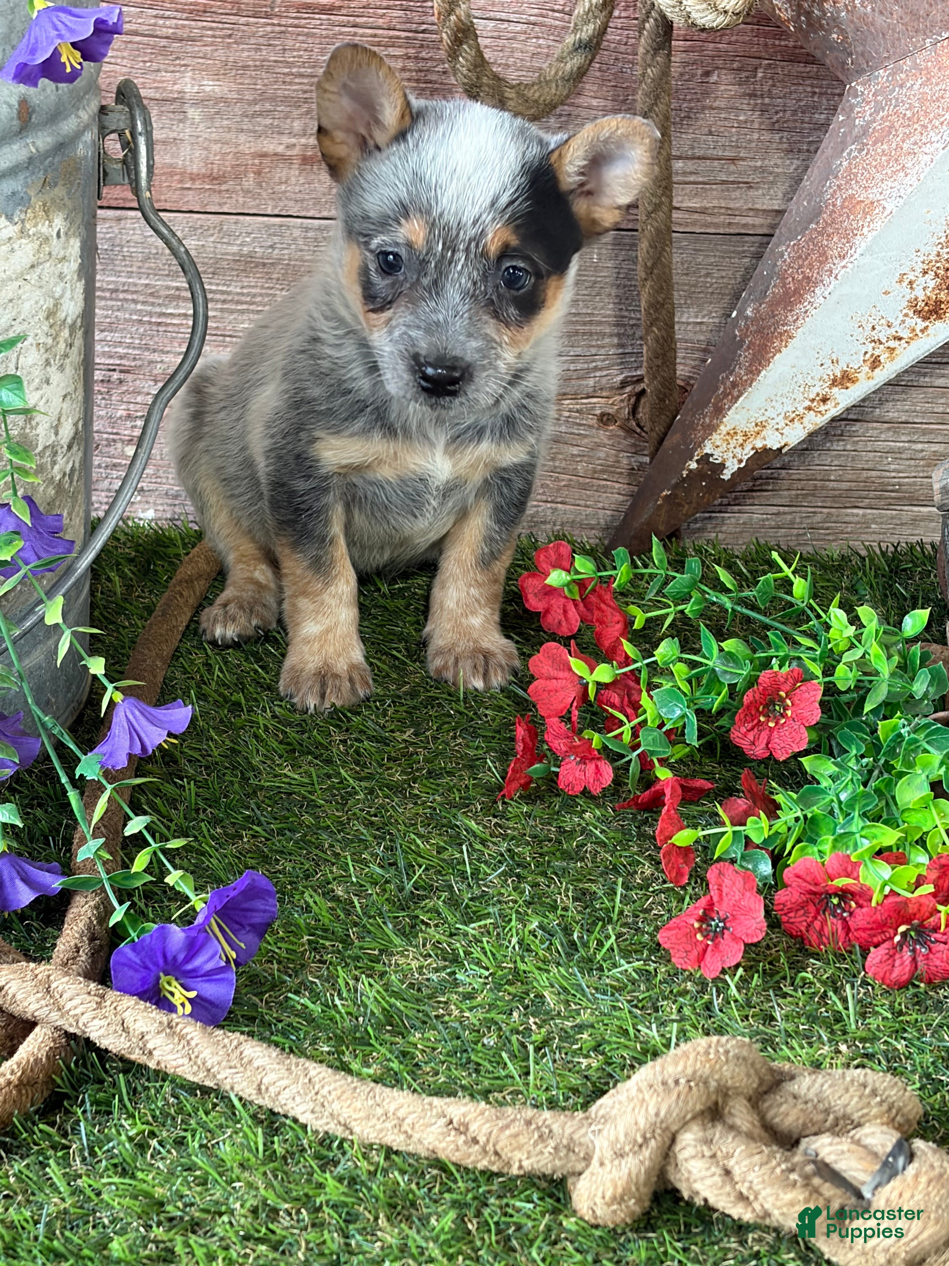 Australian Cattle Dog dogs Kodi - Ad 1