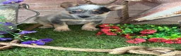 Australian Cattle Dog dogs for sale: Kodi - Ad 1