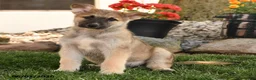 German Shepherd dogs for sale: Freeman - Ad 4