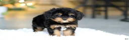 Cavapoo dogs for sale: Callie - Ad 7