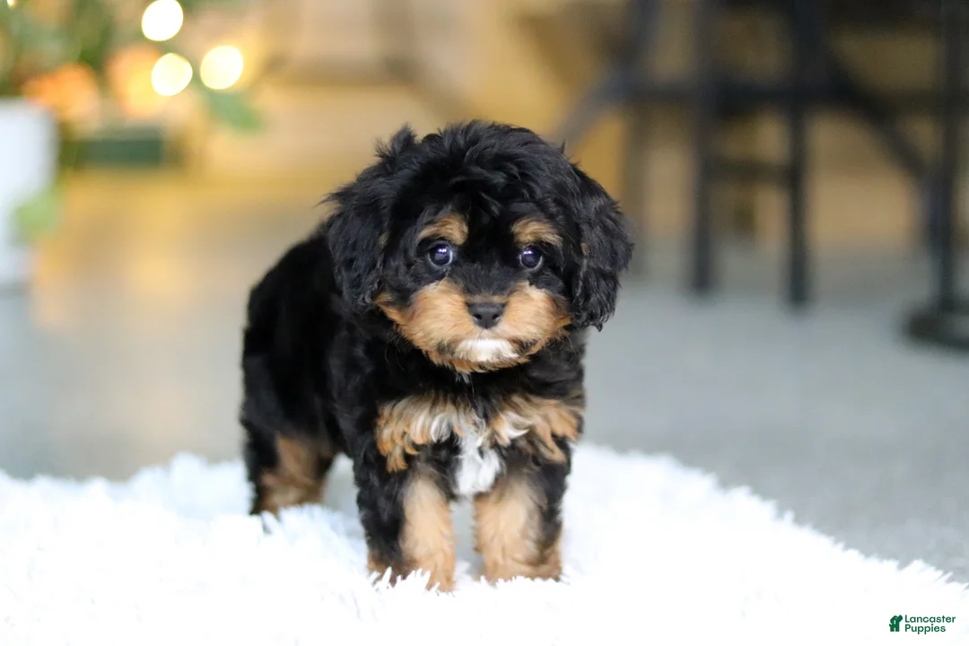 Cavapoo dogs for sale: Callie - Ad 7