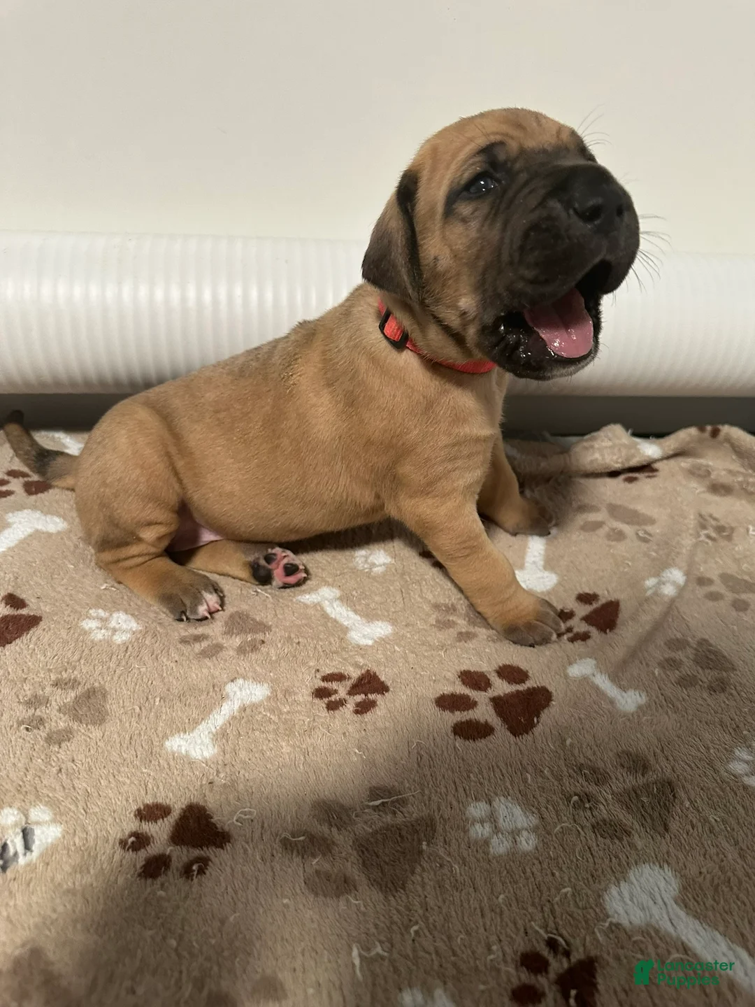 Great Dane dogs for sale: Pink Collar - Ad 2