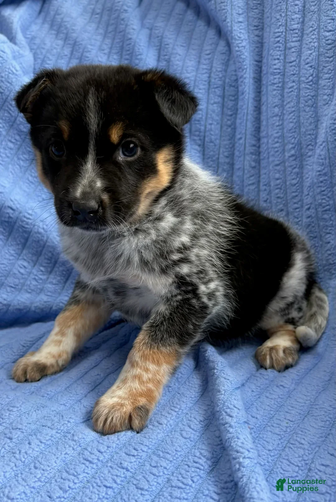Australian Shepherd dogs for sale: Australian Shepherd Puppy 1 - Ad 1