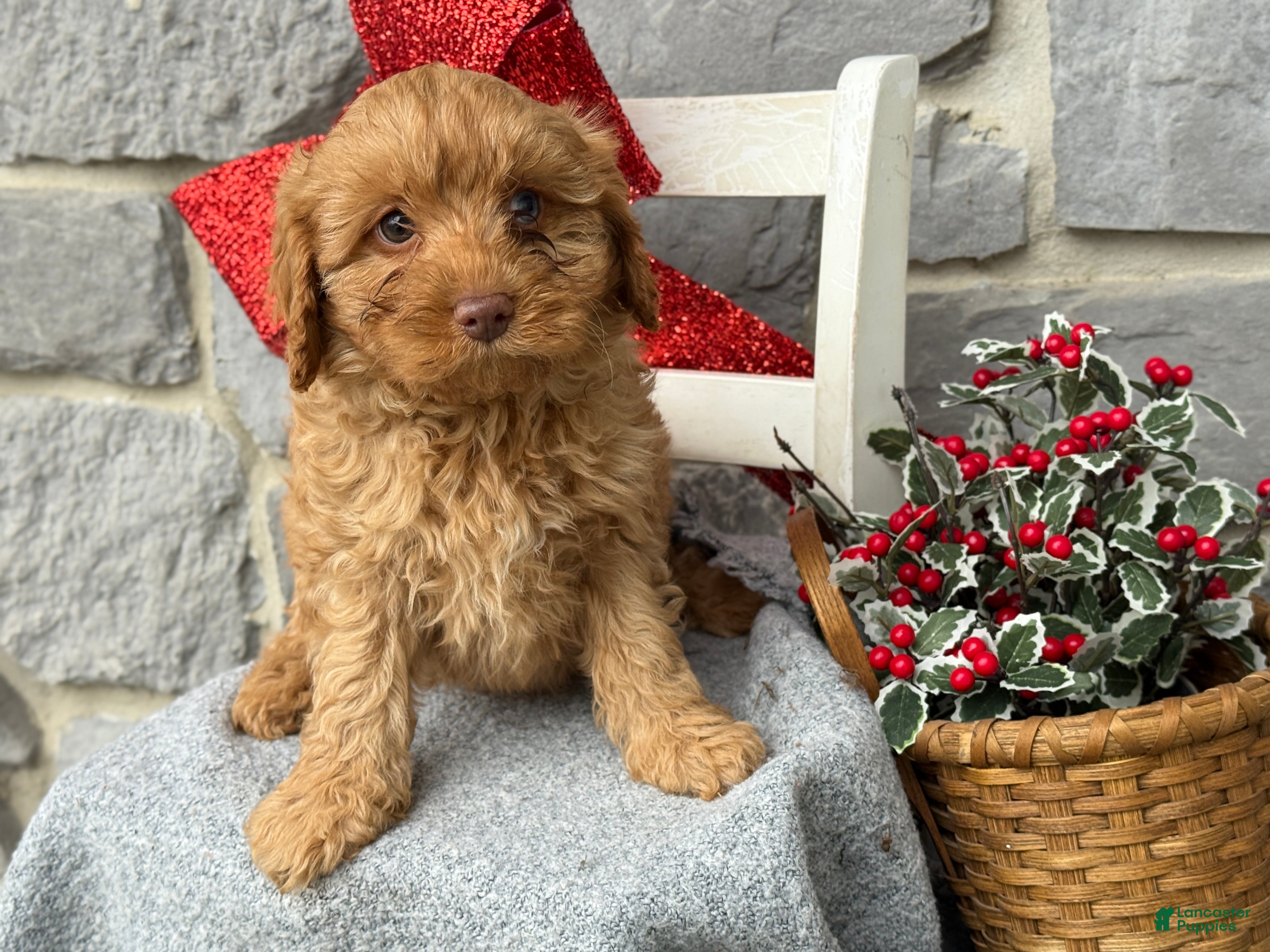 Cavapoo dogs Angelina - Ad 17
