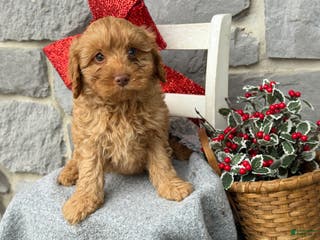 Cavapoo dogs Angelina - Ad 19