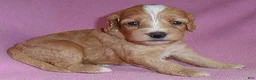 Cockapoo dogs for sale: Molly - Ad 7