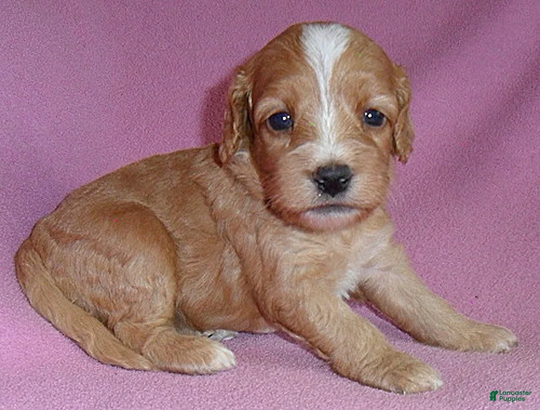 Cockapoo dogs for sale: Teddy - Ad 15