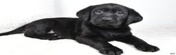Labrador Retriever dogs for sale: Luna - Ad 4