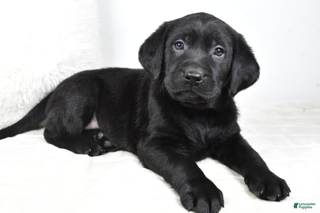 Labrador Retriever dogs for sale: Luna - Ad 4