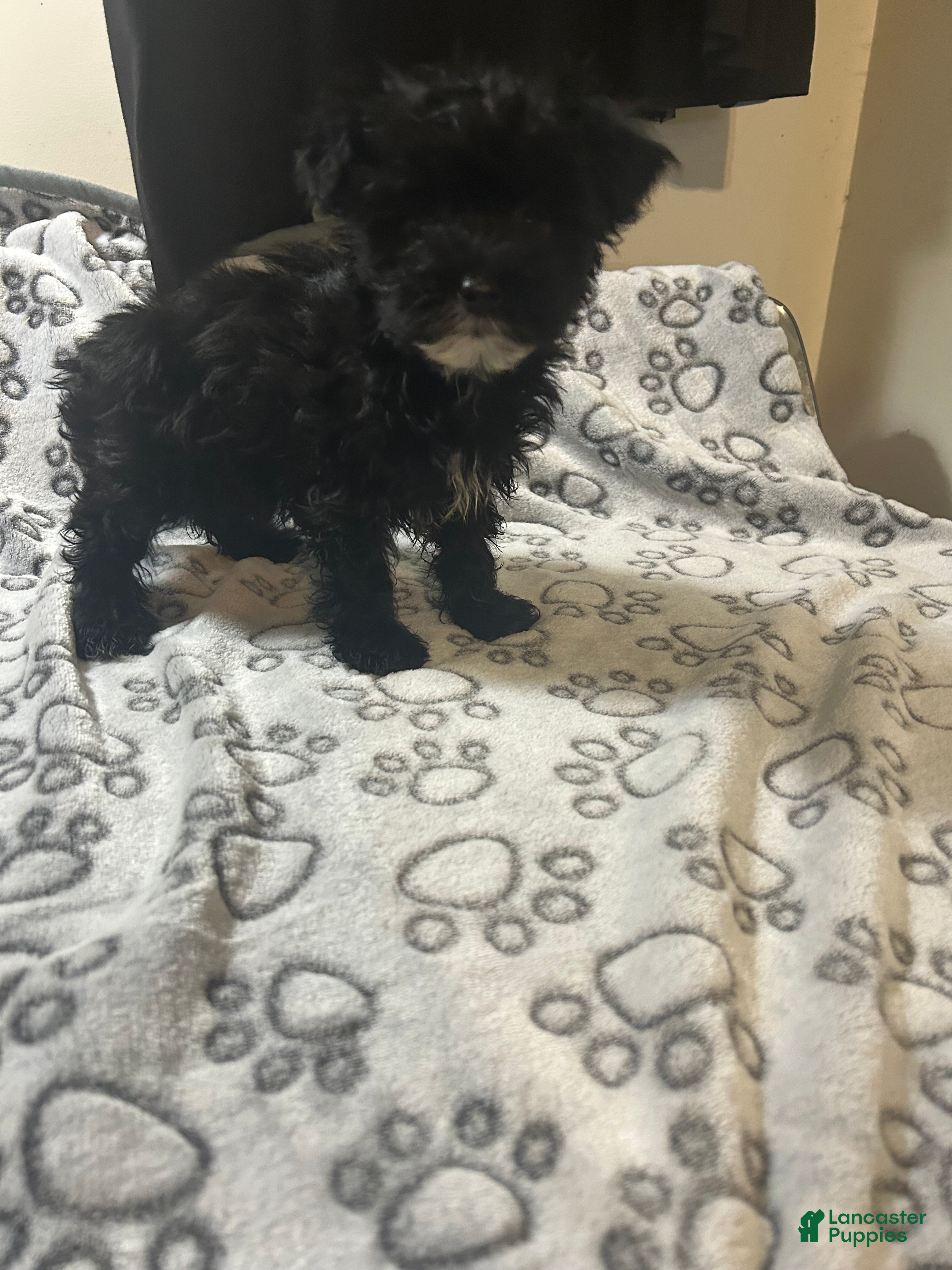 Yorkiepoo dogs Yorkiepoo Puppy 2 - Ad 1