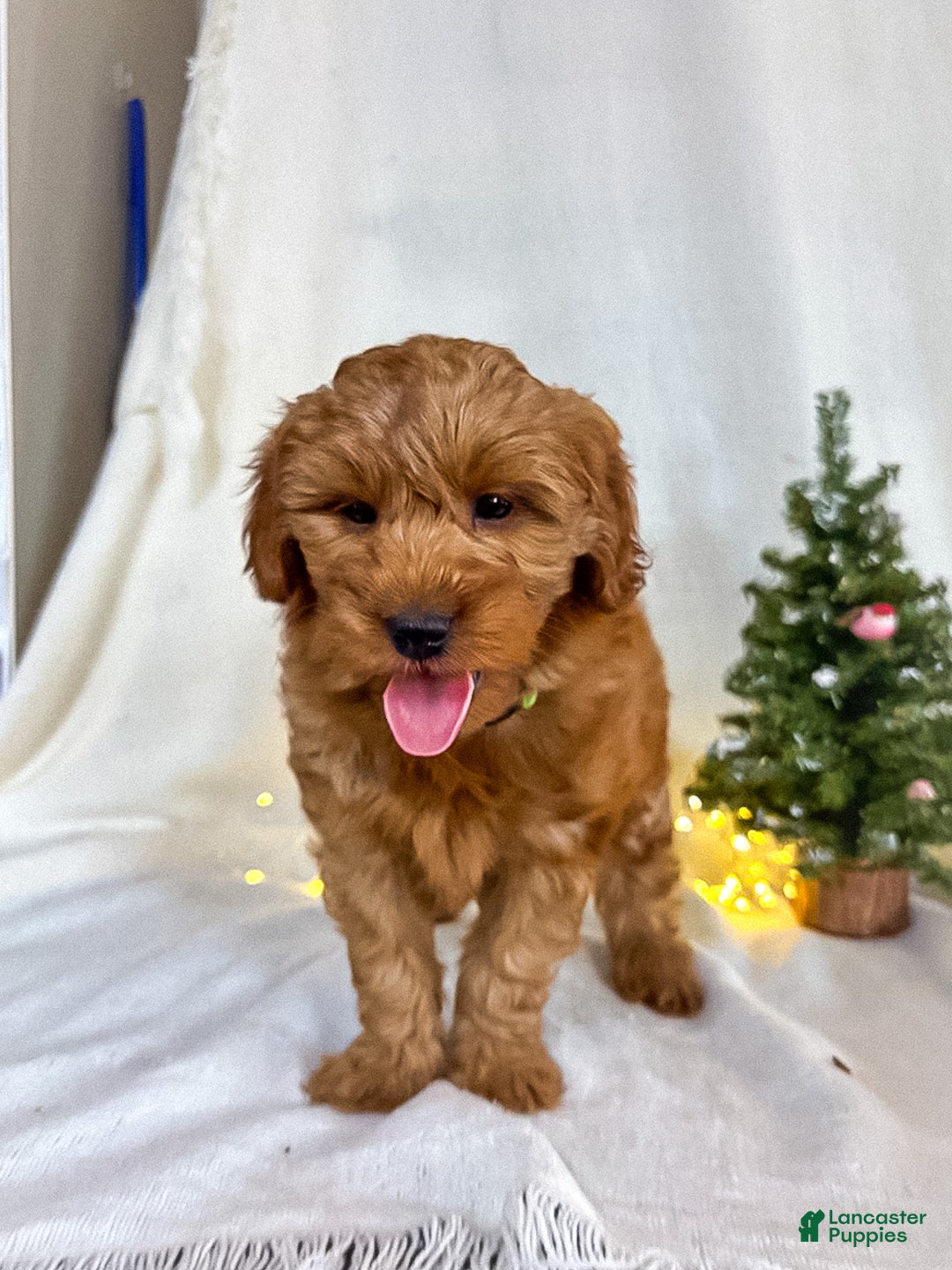 Goldendoodle dogs for sale: Luna - Ad 8