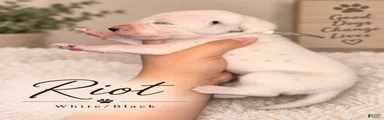 Dalmatian 1