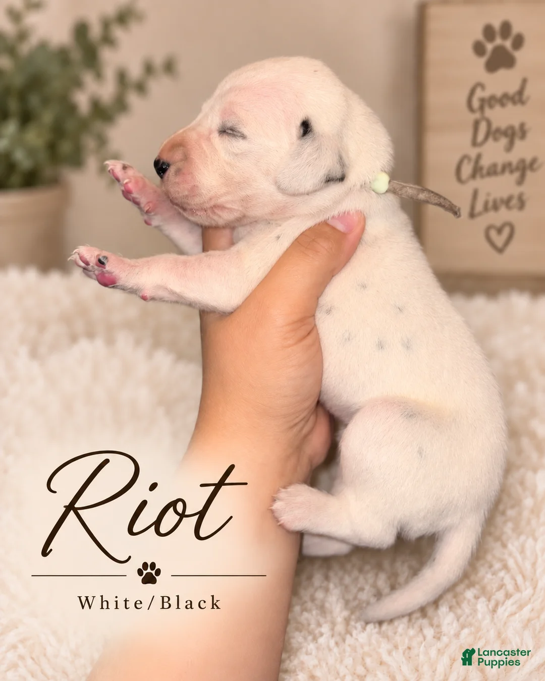 Dalmatian dogs for sale: Dalmatian 1 - Ad 1