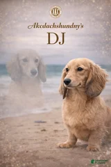 Dj