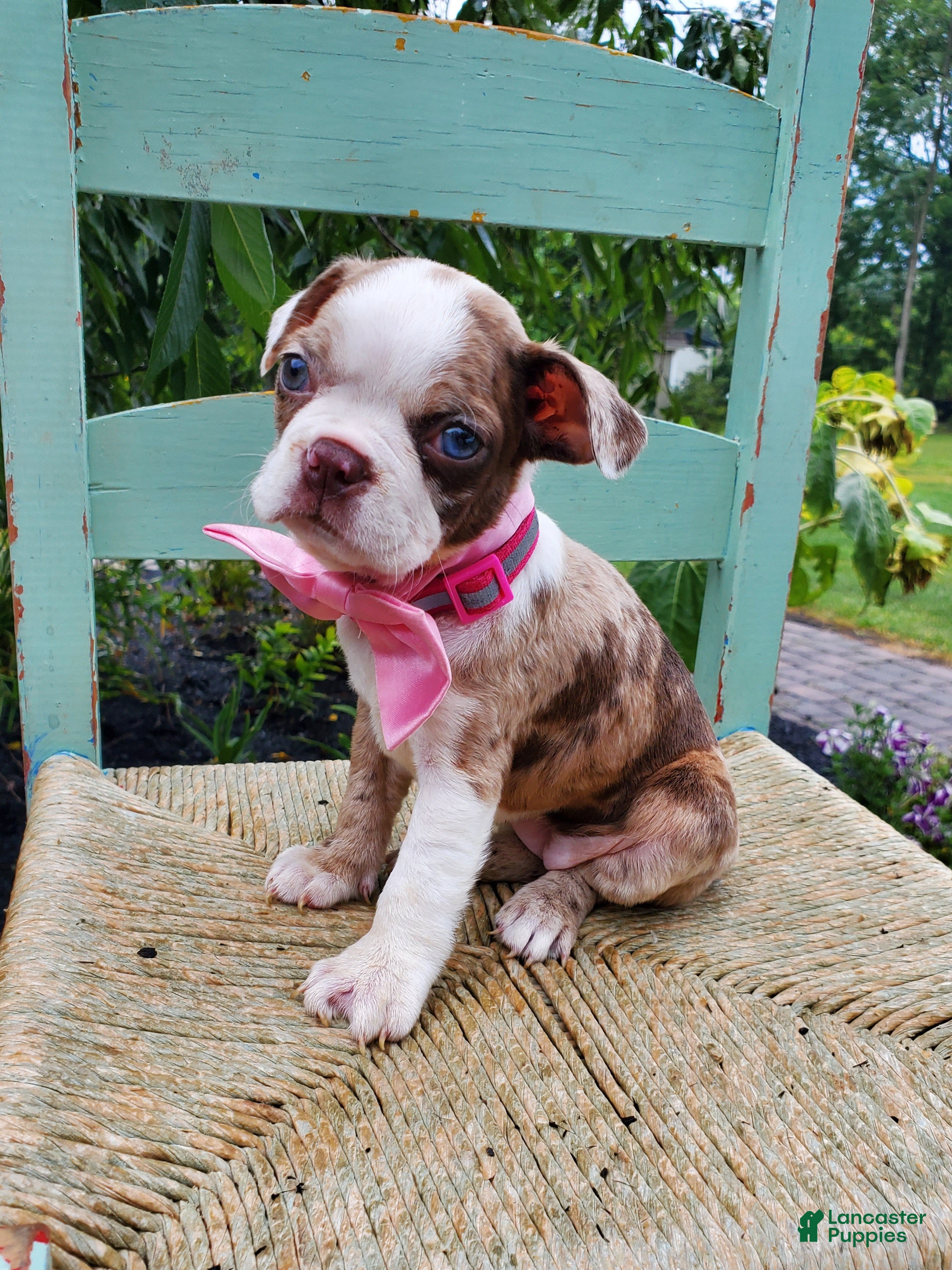 Boston Terrier dogs Honey - Ad 2