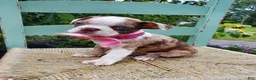 Boston Terrier dogs for sale: Honey - Ad 2