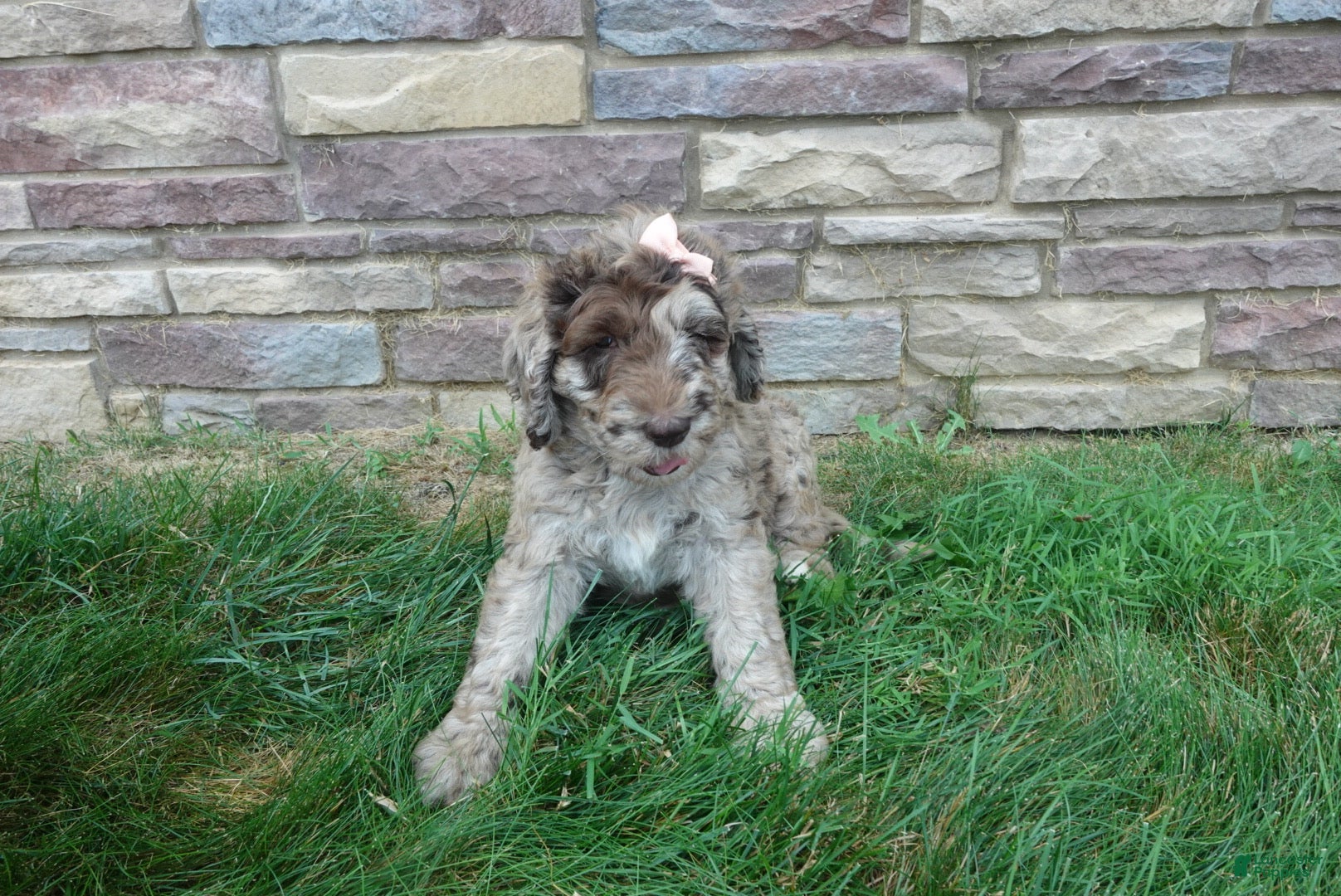 Newfypoo dogs F1b Milo - Ad 2