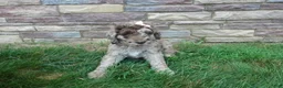 Newfypoo dogs for sale: F1b Milo - Ad 2