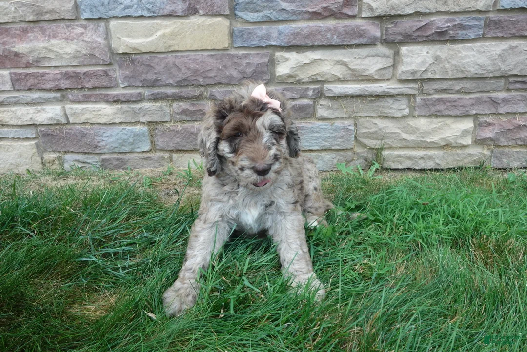 Newfypoo dogs for sale: F1b Milo - Ad 2