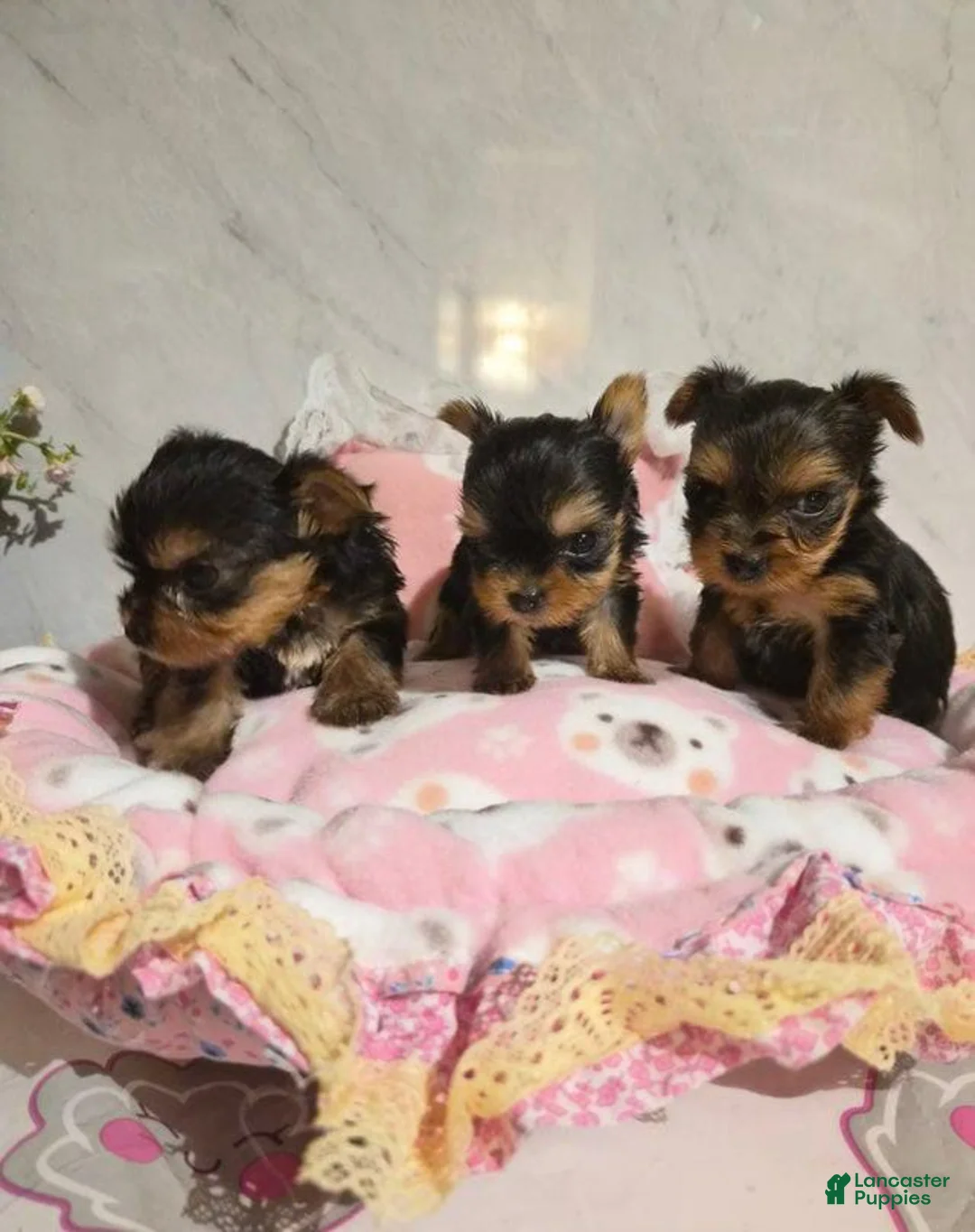Yorkshire Terrier dogs for sale:  Carrel - Ad 2