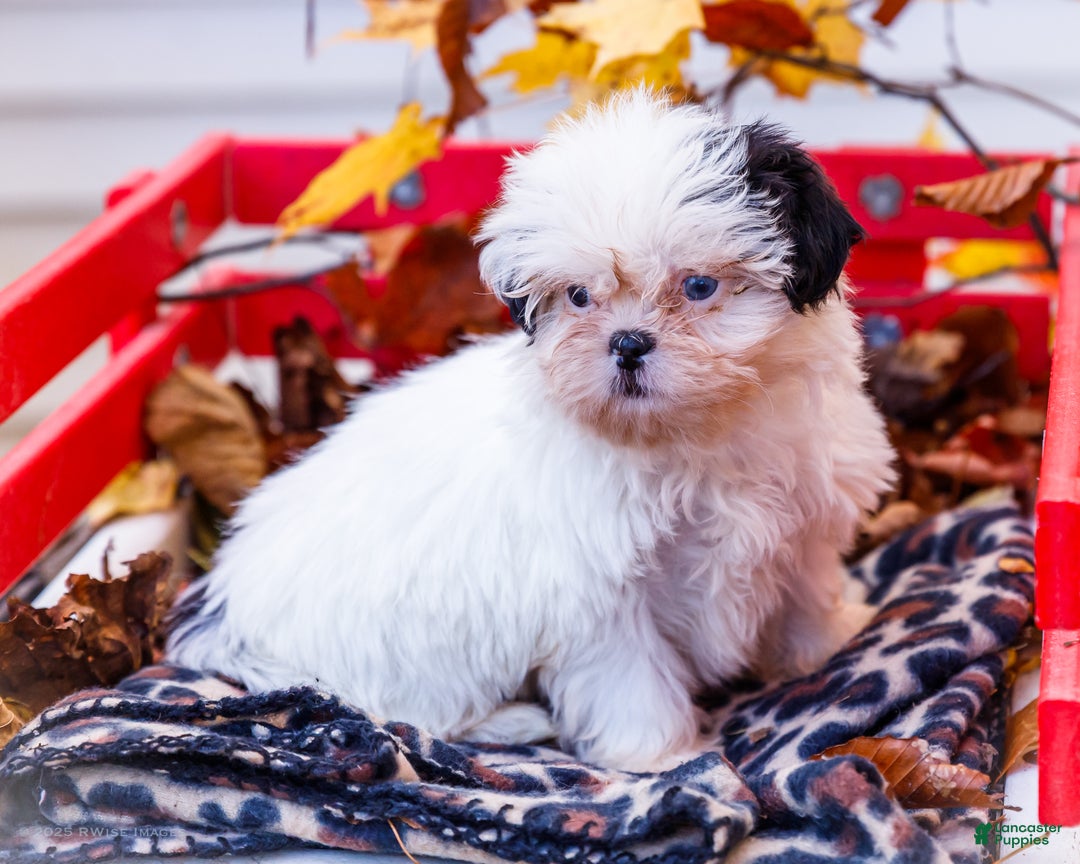 Shih Tzu dogs for sale: Lanetta - Ad 4