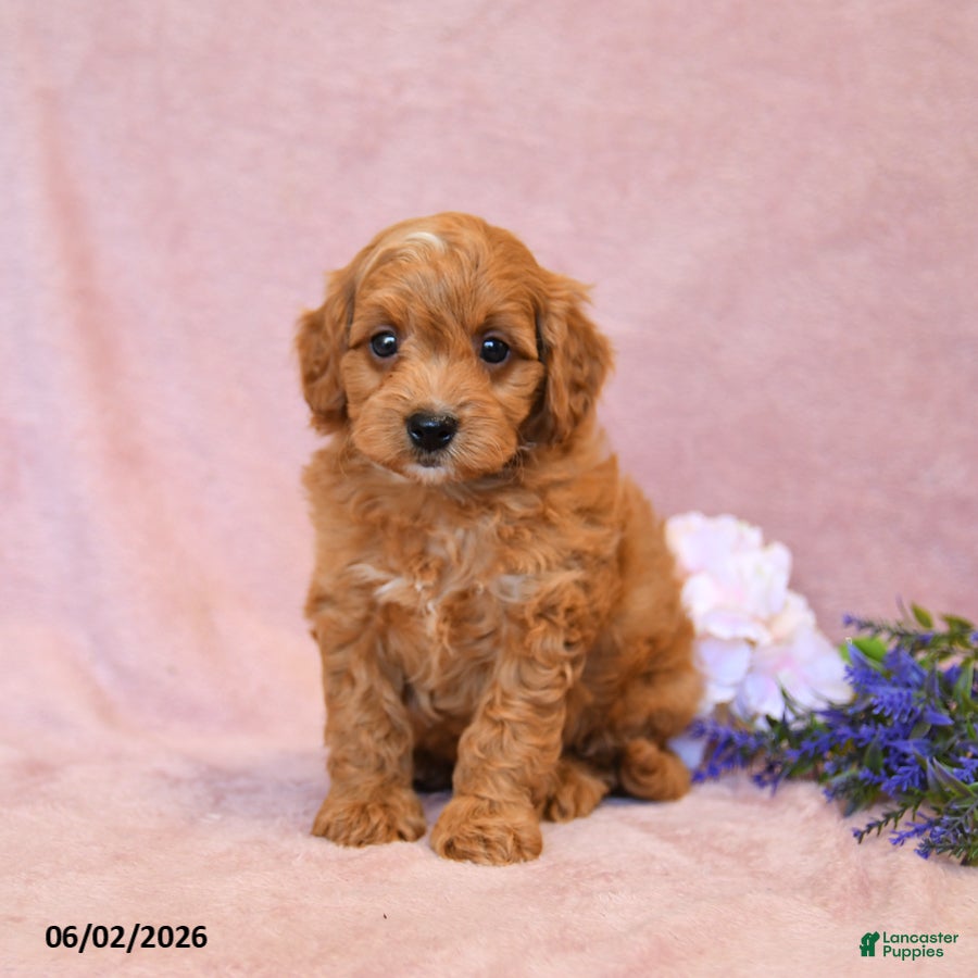 Cavapoo dogs Forest - Ad 1