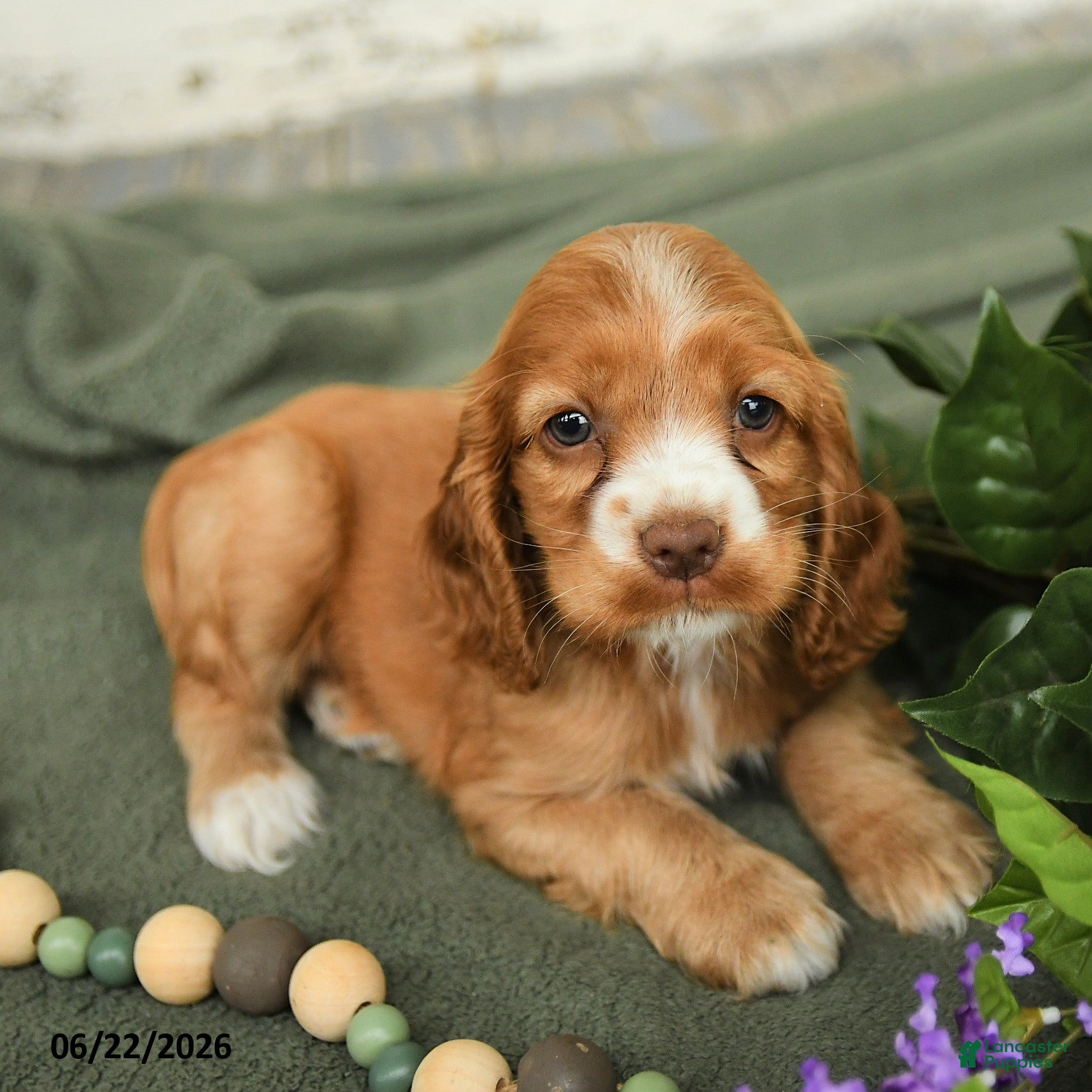 English Cocker Spaniel dogs Blossom - Ad 2