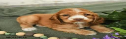 English Cocker Spaniel dogs for sale: Blossom - Ad 2