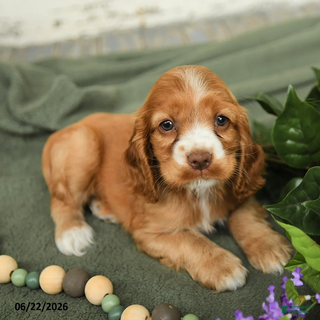 English Cocker Spaniel dogs for sale: Blossom - Ad 2