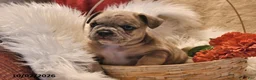 Frenchton dogs for sale: Pluto - Ad 2
