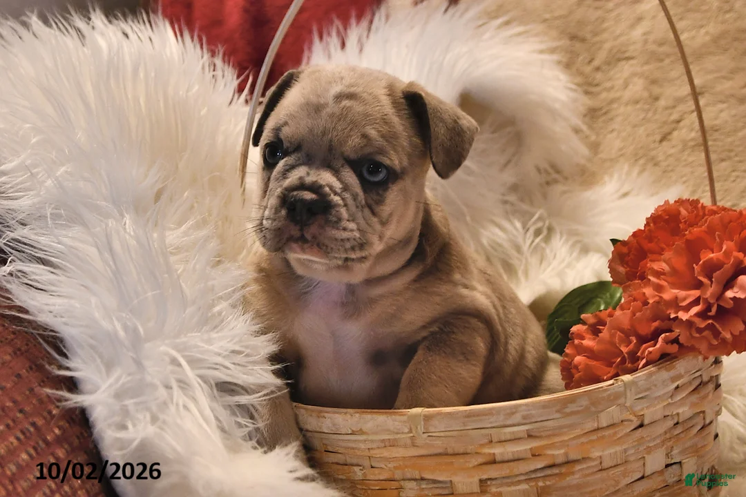 Frenchton dogs for sale: Pluto - Ad 2