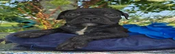 Olde English Bulldogge dogs for sale: Dennis - Ad 4
