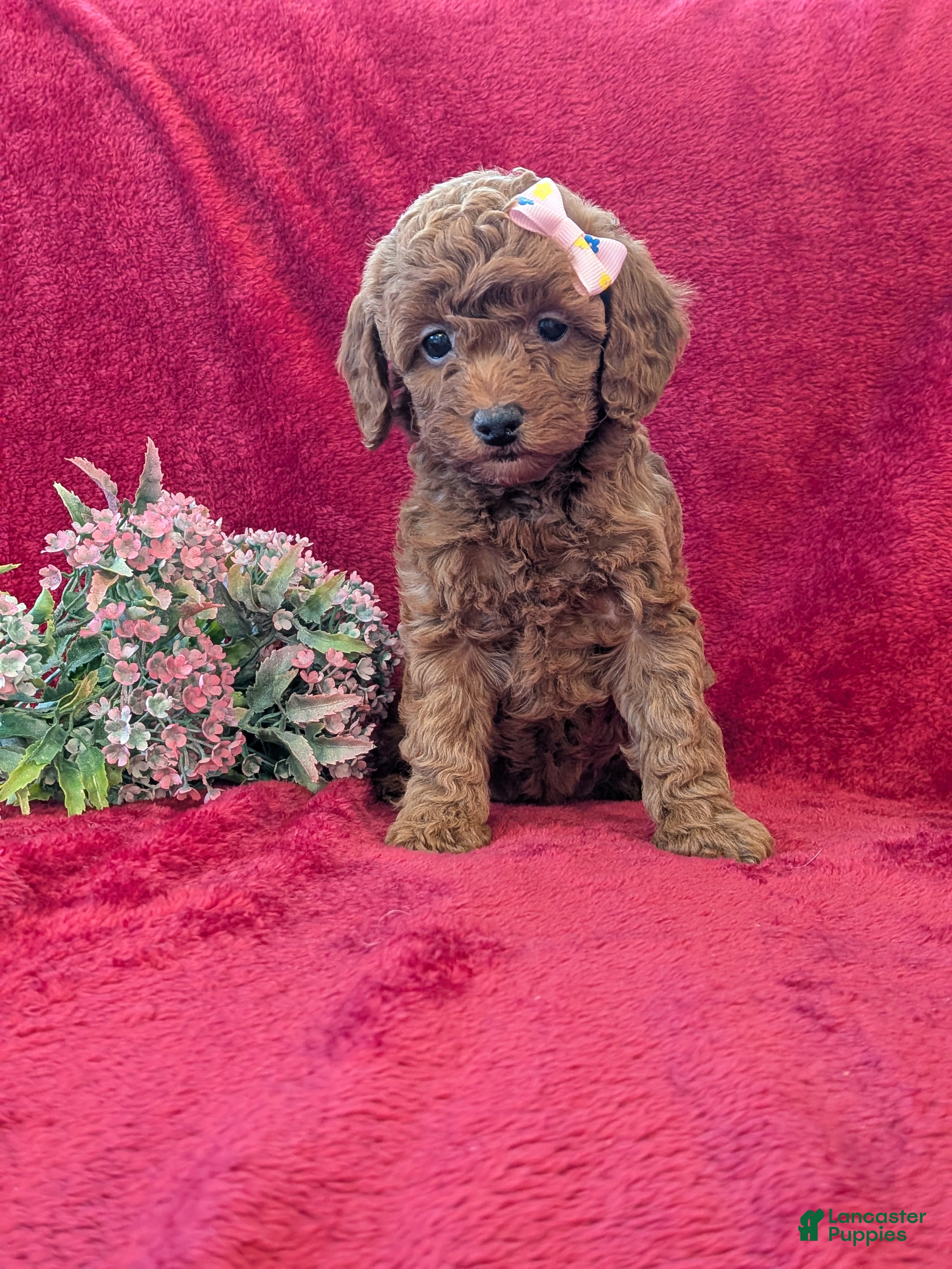Miniature Poodle dogs Posie  - Ad 29
