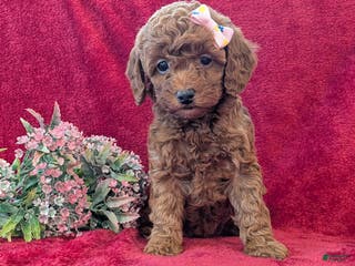 Miniature Poodle dogs Posie - Ad 23