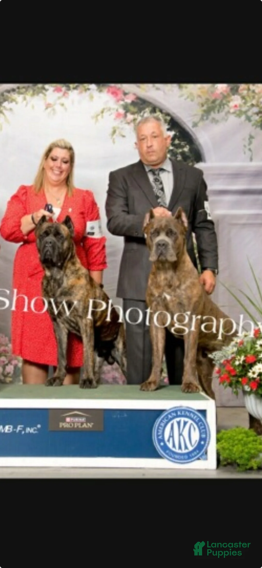 Cane Corso dogs for sale: Cane Corso Puppy 1 - Ad 13