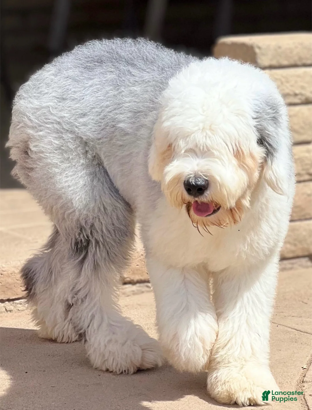 Sheepadoodle dogs for sale: Creed - Ad 8