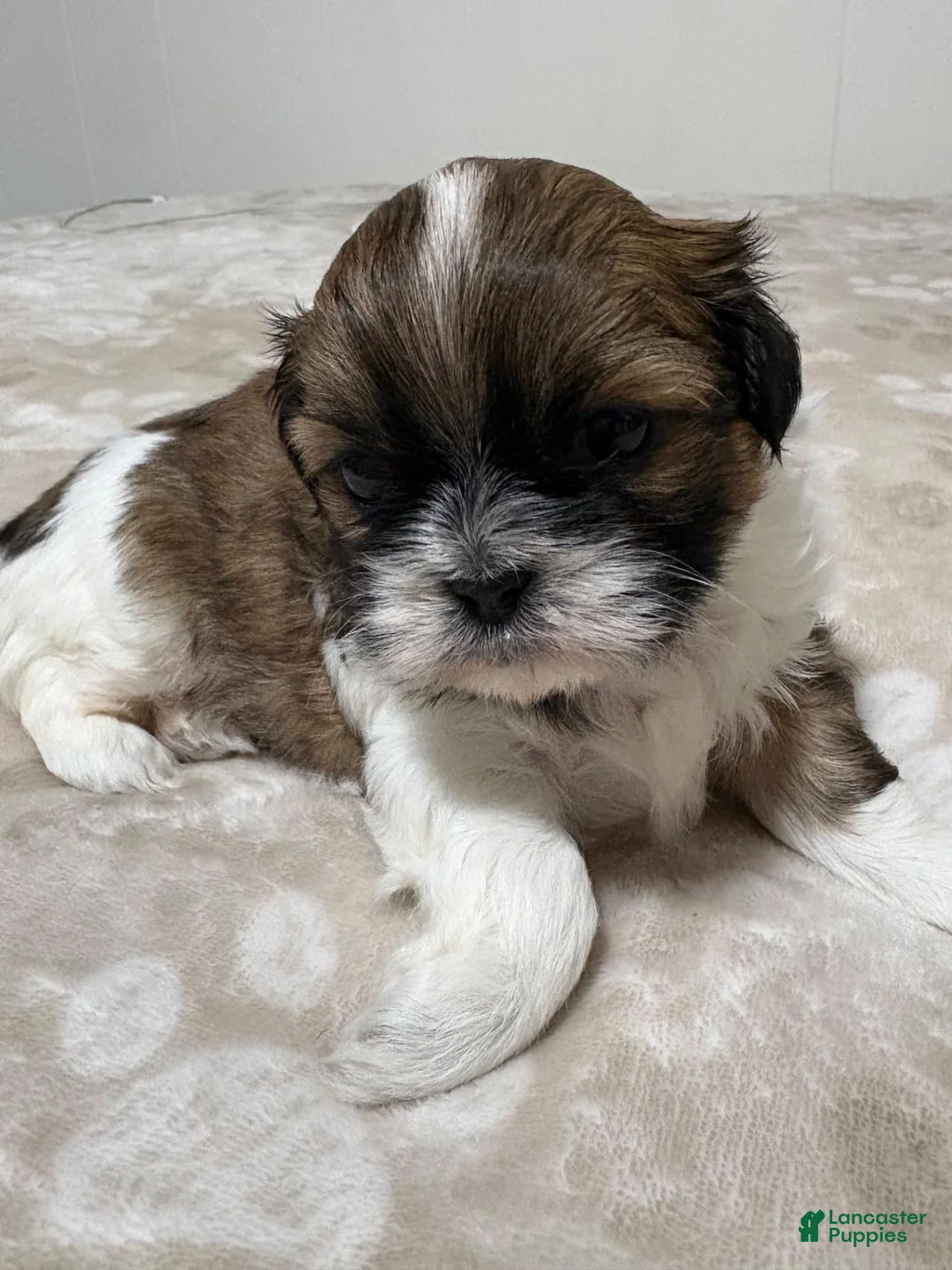 Shih Tzu dogs for sale: Shih Tzu 1 - Ad 8