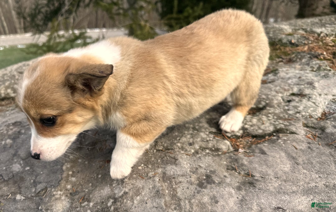 Welsh Corgi Pembroke dogs for sale: Dolly - Ad 12