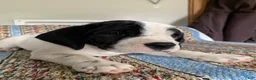 Beabull dogs for sale: Lexi - Ad 5