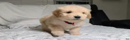 Mixed Breed dogs for sale: Weezer - Ad 3
