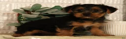 Yorkshire Terrier dogs for sale: Unity - Ad 7