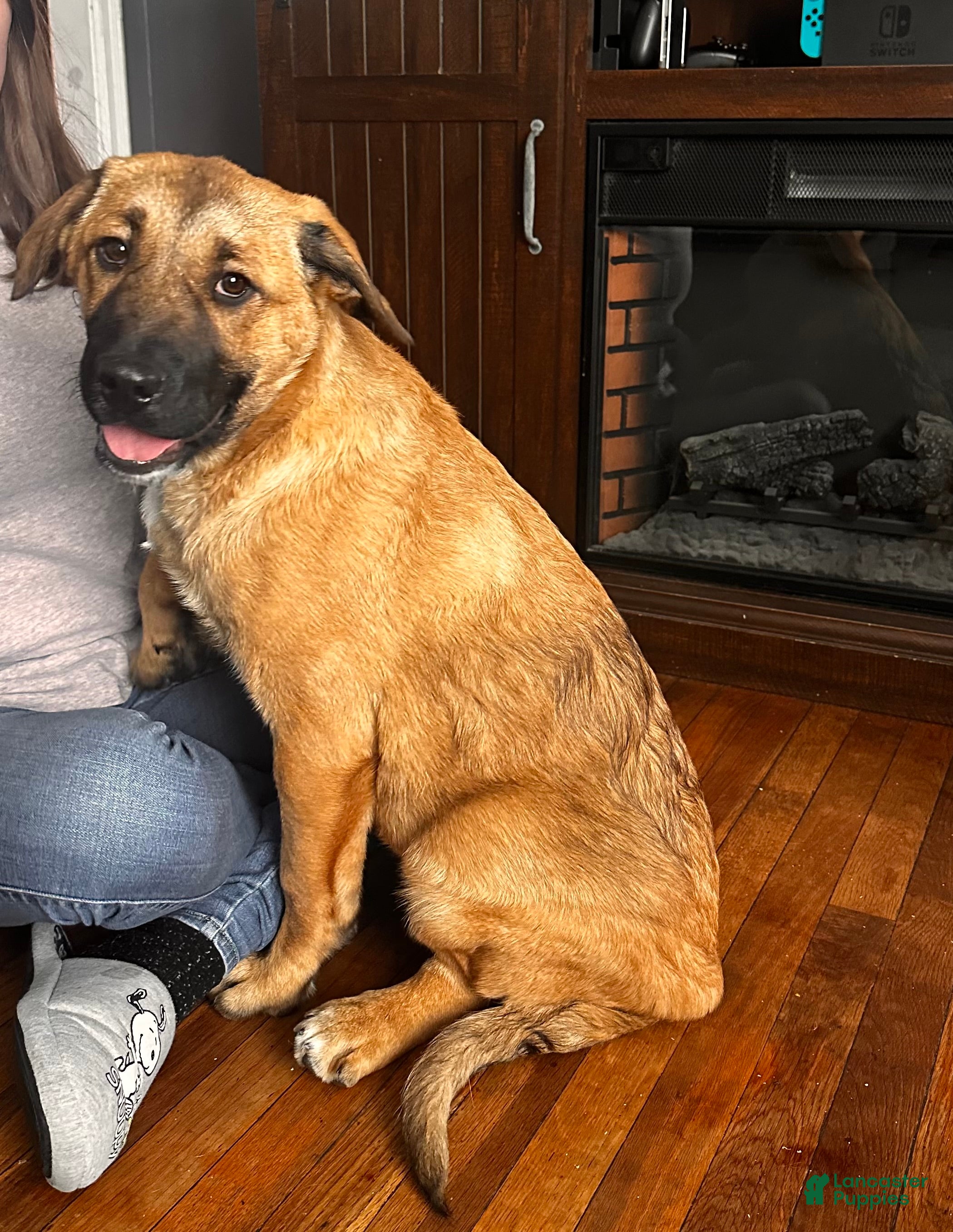 Mixed Breed dogs Charlie - Ad 3