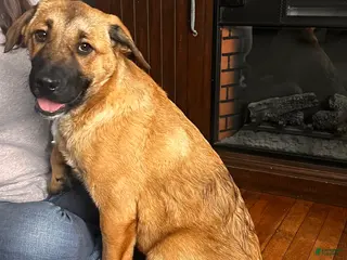 Mixed Breed dogs Charlie - Ad 3