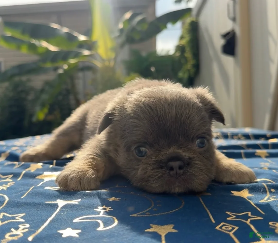 French Bulldog dogs for sale: Blue Girl #2 - Ad 2
