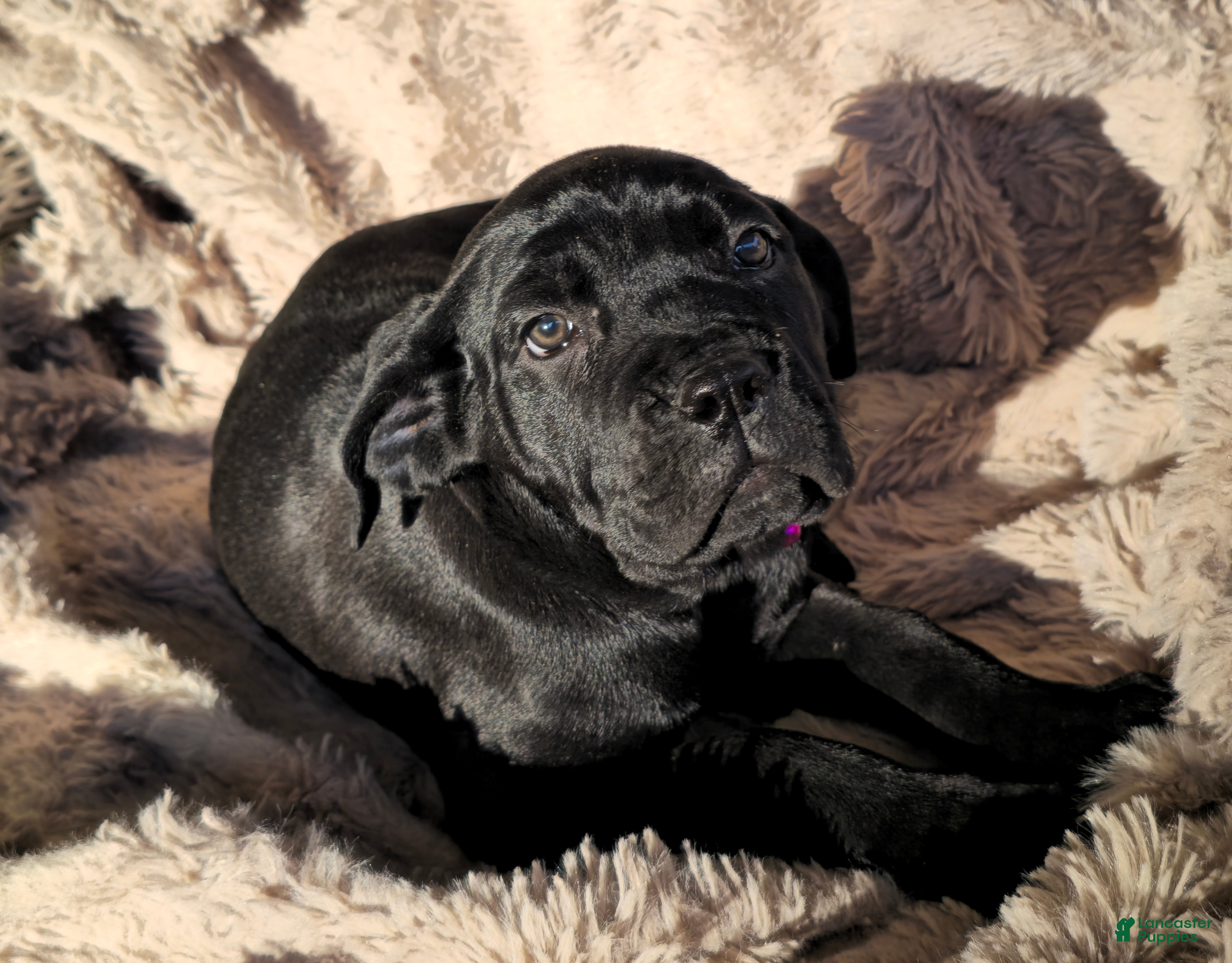 Cane Corso dogs Sadie - Ad 2