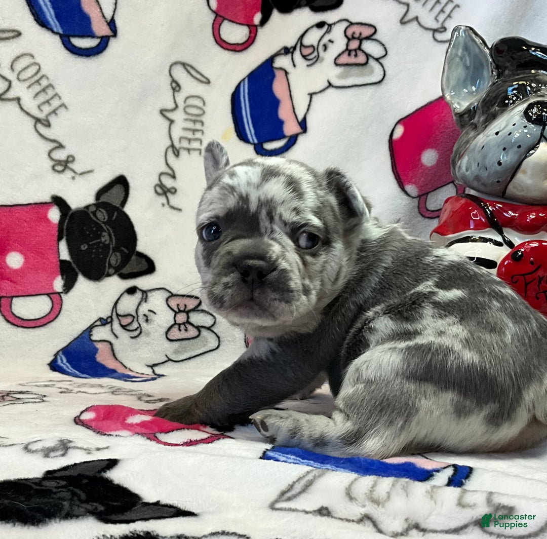 French Bulldog dogs for sale: Tracker - Ad 17